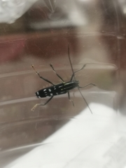 Glenea elegans
