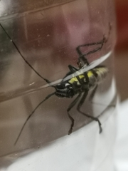 Glenea elegans