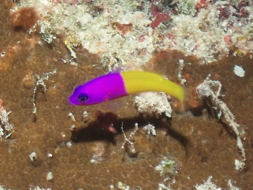Royal dottyback (Pictichromis paccagnellae) — Pseudochromidae