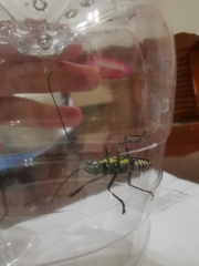 Glenea elegans
