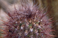 Oreocereus celsianus