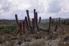 Oreocereus celsianus