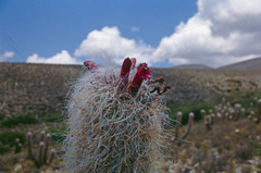 Oreocereus celsianus