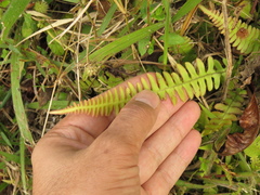 Blechnum polypodioides