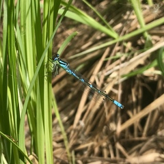 Coenagrion lunulatum