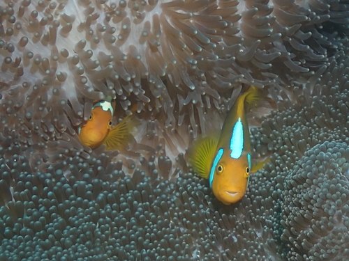 Whitebonnet anemonefish (Amphiprion leucokranos) — Pomacentridae — 3