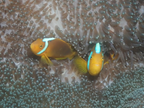 Amphiprion leucokranos observed 2025-10-22