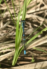 Coenagrion lunulatum