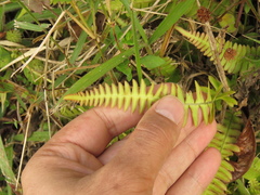 Blechnum polypodioides