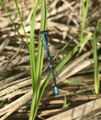 Coenagrion lunulatum