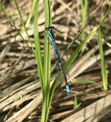 Coenagrion lunulatum