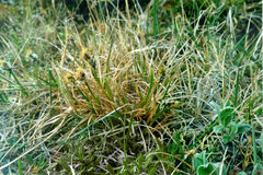 Carex bigelowii arctisibirica