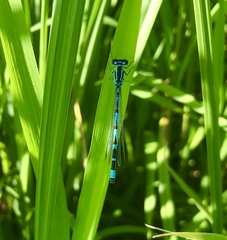 Coenagrion ornatum