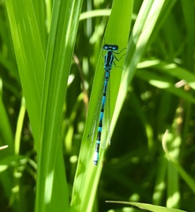 Coenagrion ornatum