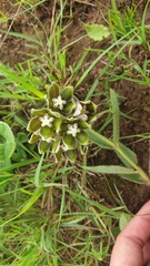 Asclepias cultriformis