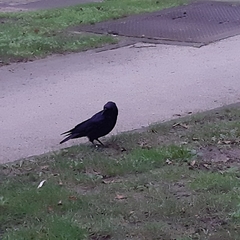 Corvus corone
