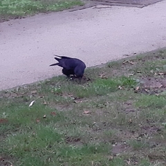 Corvus corone