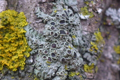 Phaeophyscia ciliata