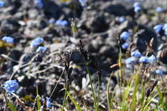 Carex bigelowii arctisibirica