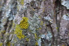 Phaeophyscia ciliata