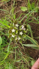 Asclepias cultriformis