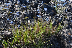 Carex bigelowii arctisibirica