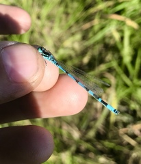 Coenagrion ornatum