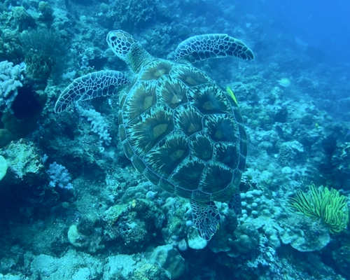 Chelonia mydas