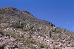 Oreocereus celsianus