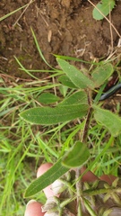 Asclepias cultriformis