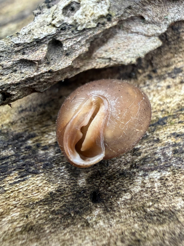 Stenotrema stenotrema