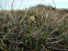 Carex bigelowii arctisibirica