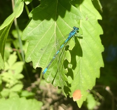 Coenagrion ponticum
