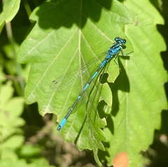 Coenagrion ponticum