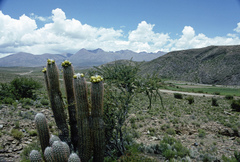 Oreocereus celsianus