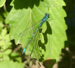 Coenagrion ponticum