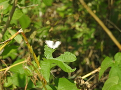 Heliopetes omrina