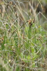 Carex bigelowii arctisibirica