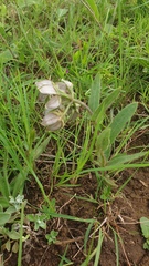 Asclepias cultriformis