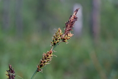 Carex bigelowii arctisibirica