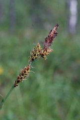 Carex bigelowii arctisibirica