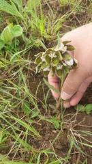 Asclepias cultriformis