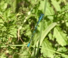 Coenagrion ponticum