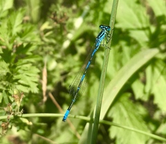 Coenagrion ponticum
