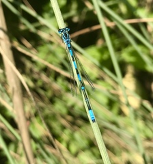 Coenagrion ponticum