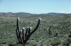 Oreocereus celsianus