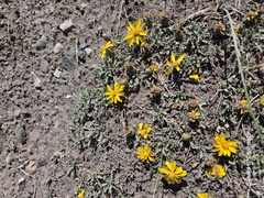 Rosinweed (Notopappus)