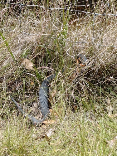 Lowlands Copperhead sighting
