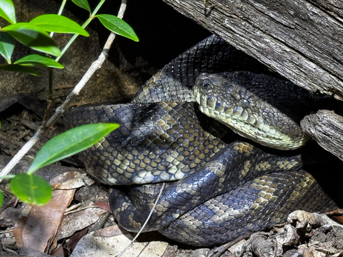 Coastal Carpet Python sighting