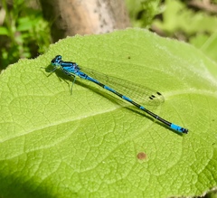 Coenagrion ponticum